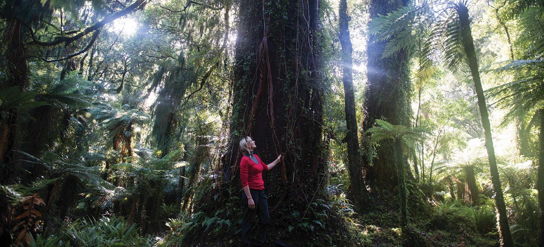 Woman looking up at ancient native tree