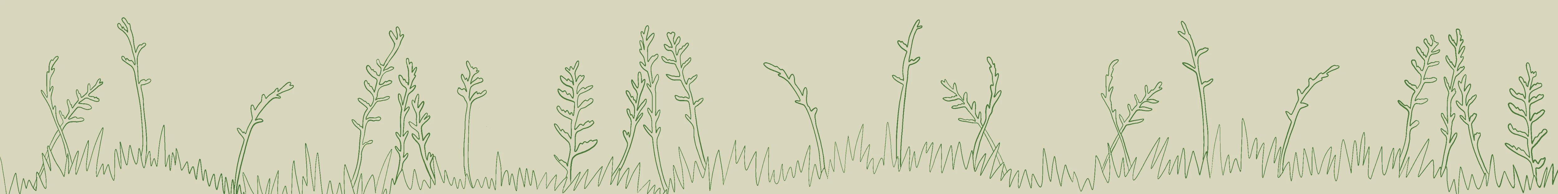 HWE Illustration Flax