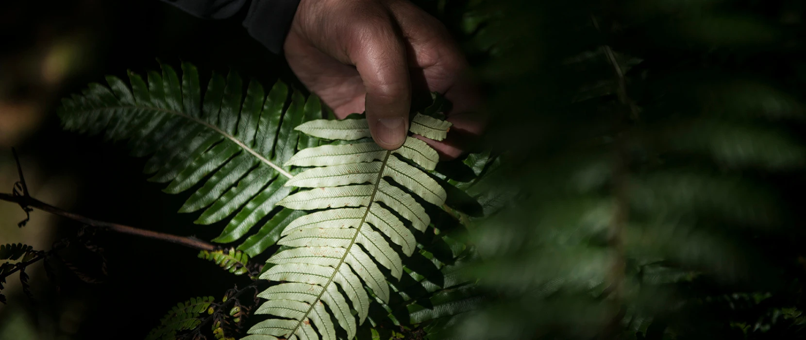 Underside of native fern