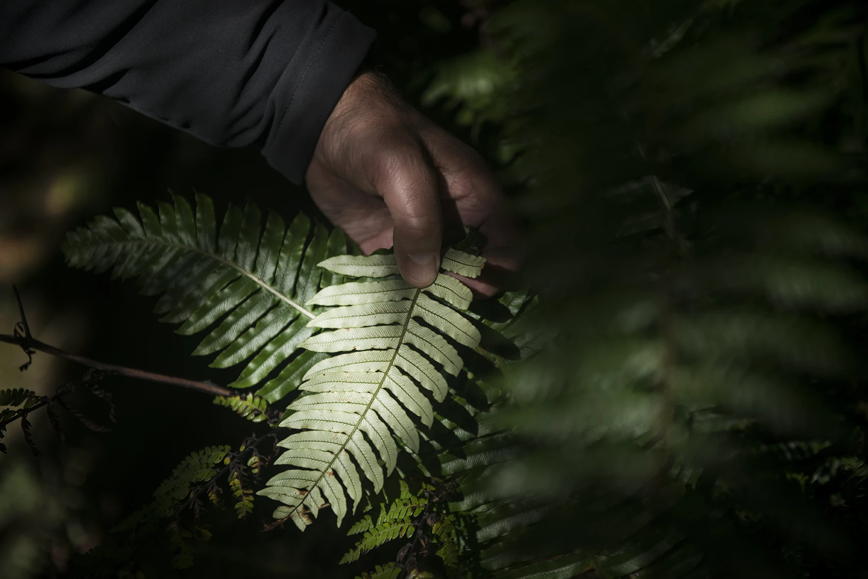 Underside of native fern