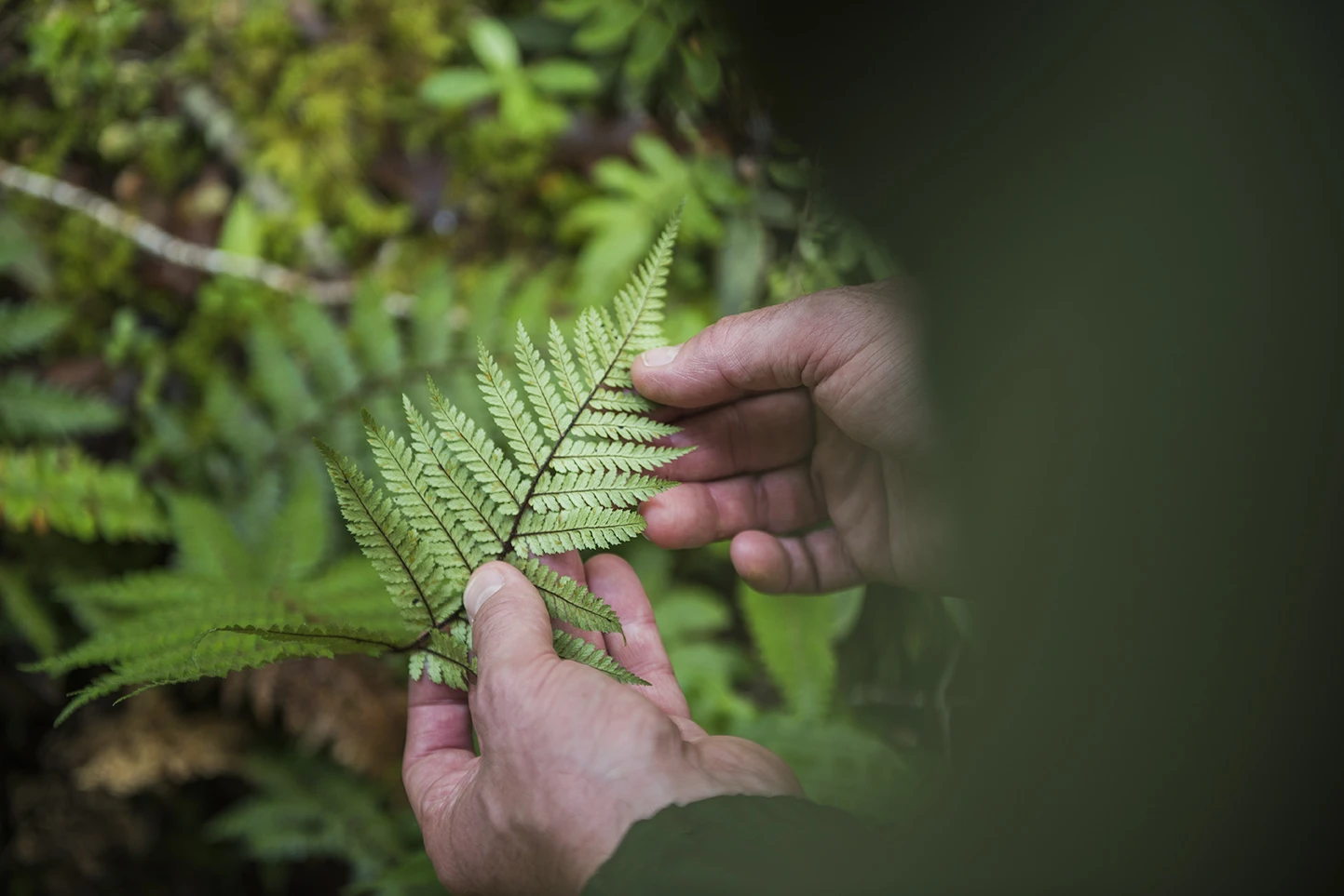 person looking at native fern